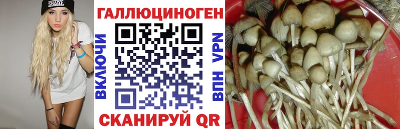 дарнет шоп  Ногинск  Галлюциногенные грибы Cubensis 